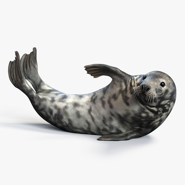 3D Grey seal Animated model