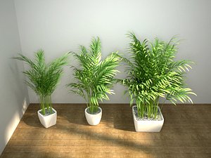 3D model palms pot