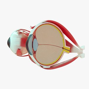 3D model Human Eye