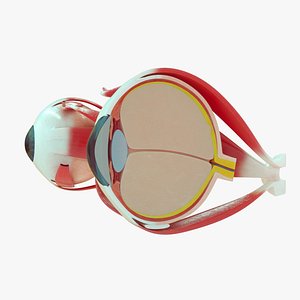 Human Eye