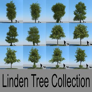 3d realistic linden lime trees