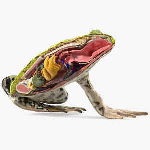 3D Frog Anatomy Left Side Colored model