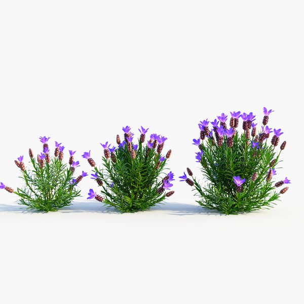 modelo 3d Lavandula stoechas d - TurboSquid 2226128