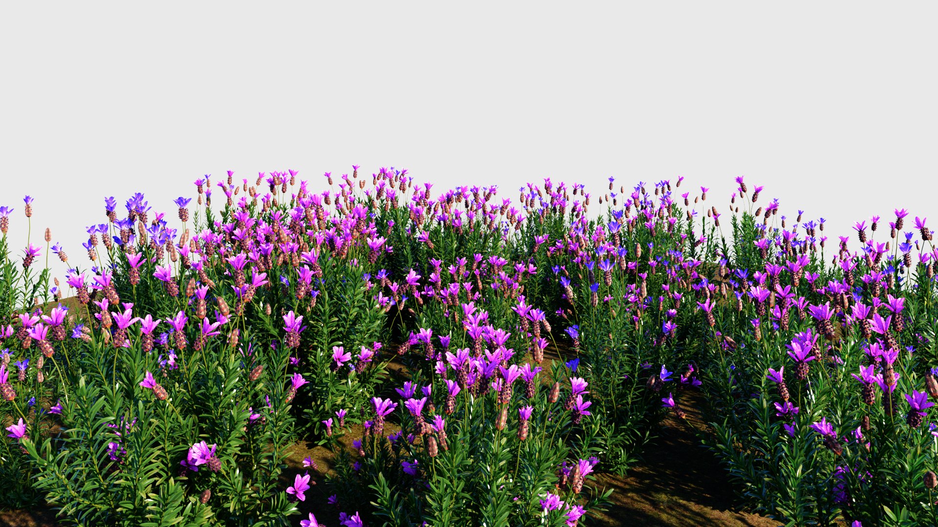 Lavandula Stoechas D 3D - TurboSquid 2226128