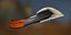 Tracker Knife