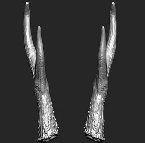 roe deer capreolus horns 3D model