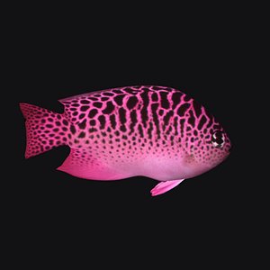 Ocean Fish A