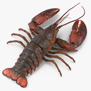 Lobster with Fur 3D Model