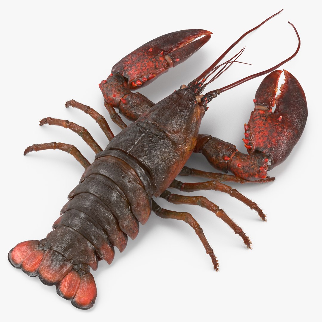 Lobster with Fur 3D Model 3D model preview