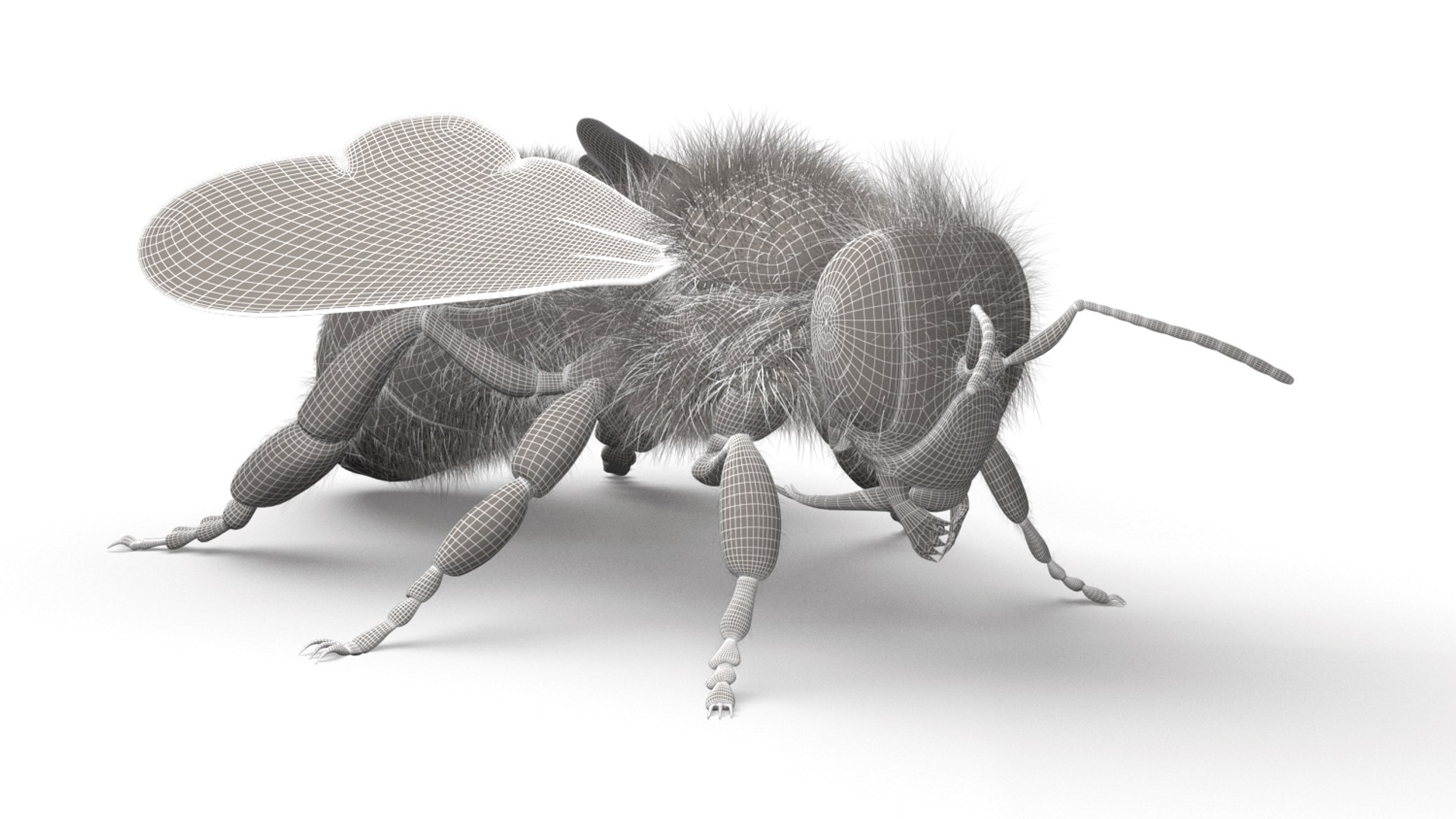 honeybee animations model https://p.turbosquid.com/ts-thumb/qV/iZAZ3W/327OPXiB/wireframe_01/jpg/1589698080/1920x1080/fit_q87/1cf15dfaeebf05835fc602fce36112a93b0ede6c/wireframe_01.jpg