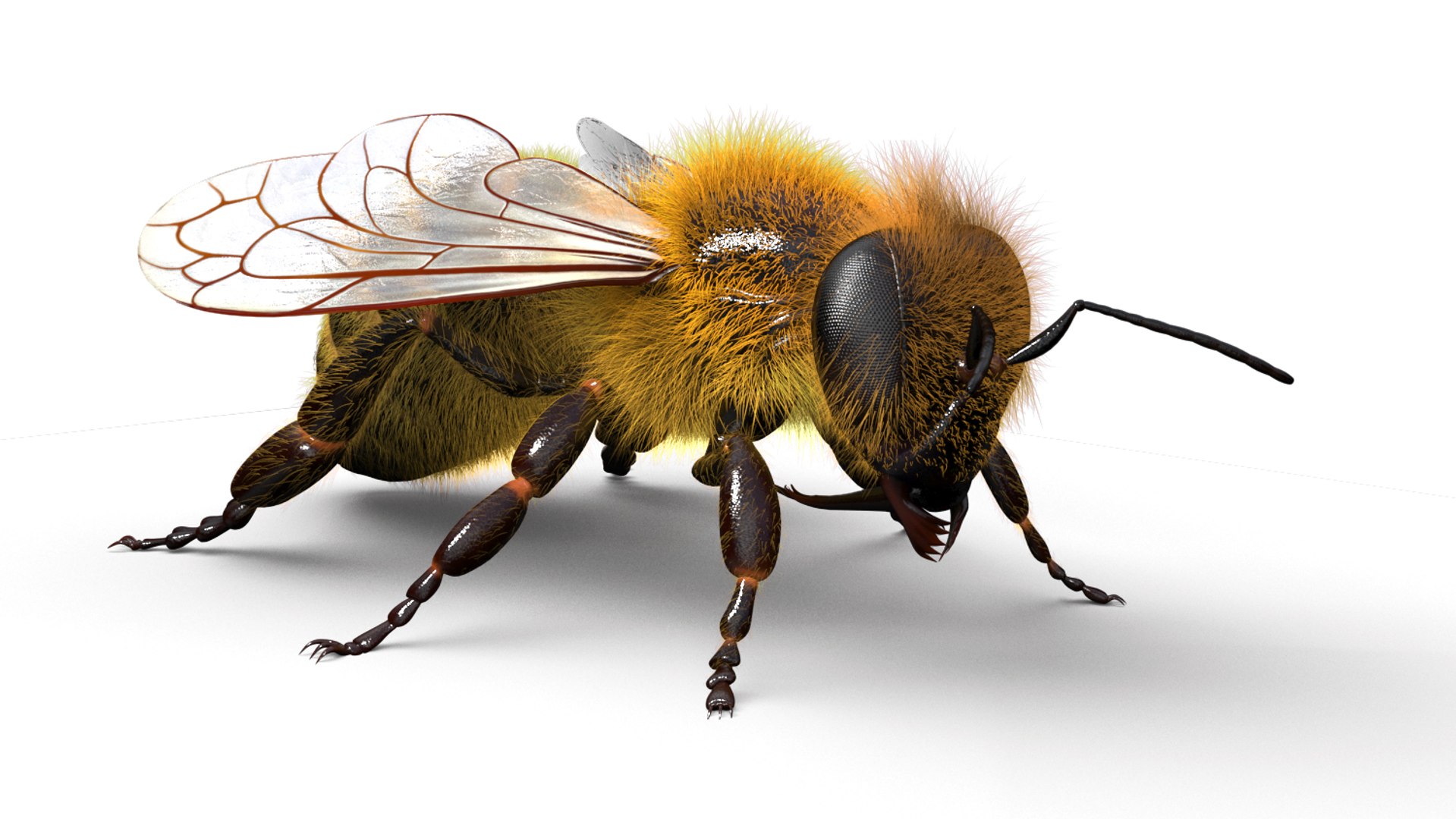 honeybee animations model https://p.turbosquid.com/ts-thumb/qV/iZAZ3W/7FPMDGin/beauty_00001/jpg/1589697787/1920x1080/fit_q87/74b3852fe39594e8e9a073de1f639e15df5d2e1d/beauty_00001.jpg