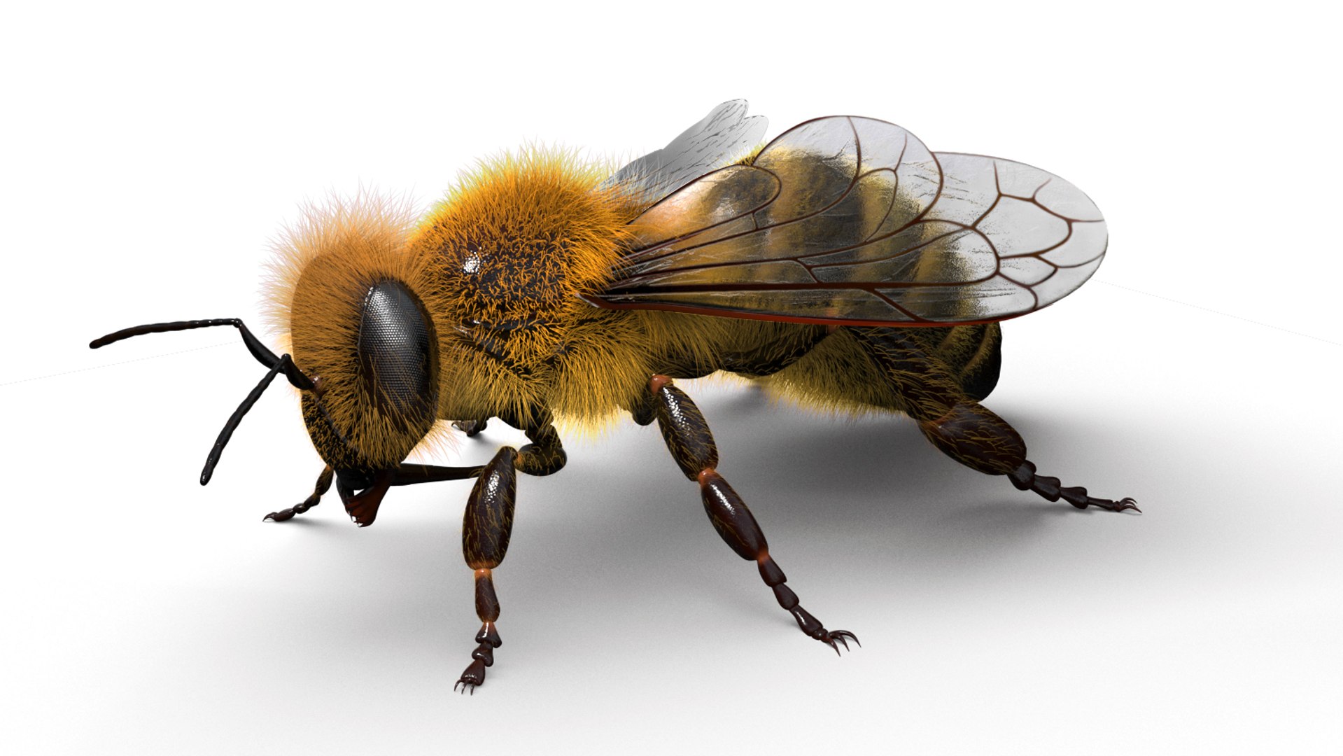 honeybee animations model https://p.turbosquid.com/ts-thumb/qV/iZAZ3W/Exq100b5/beauty_00009/jpg/1589697947/1920x1080/fit_q87/ed754944fe370801c0de599fcd1d1cbb8226a72a/beauty_00009.jpg