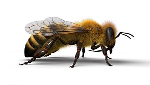 honeybee animations model