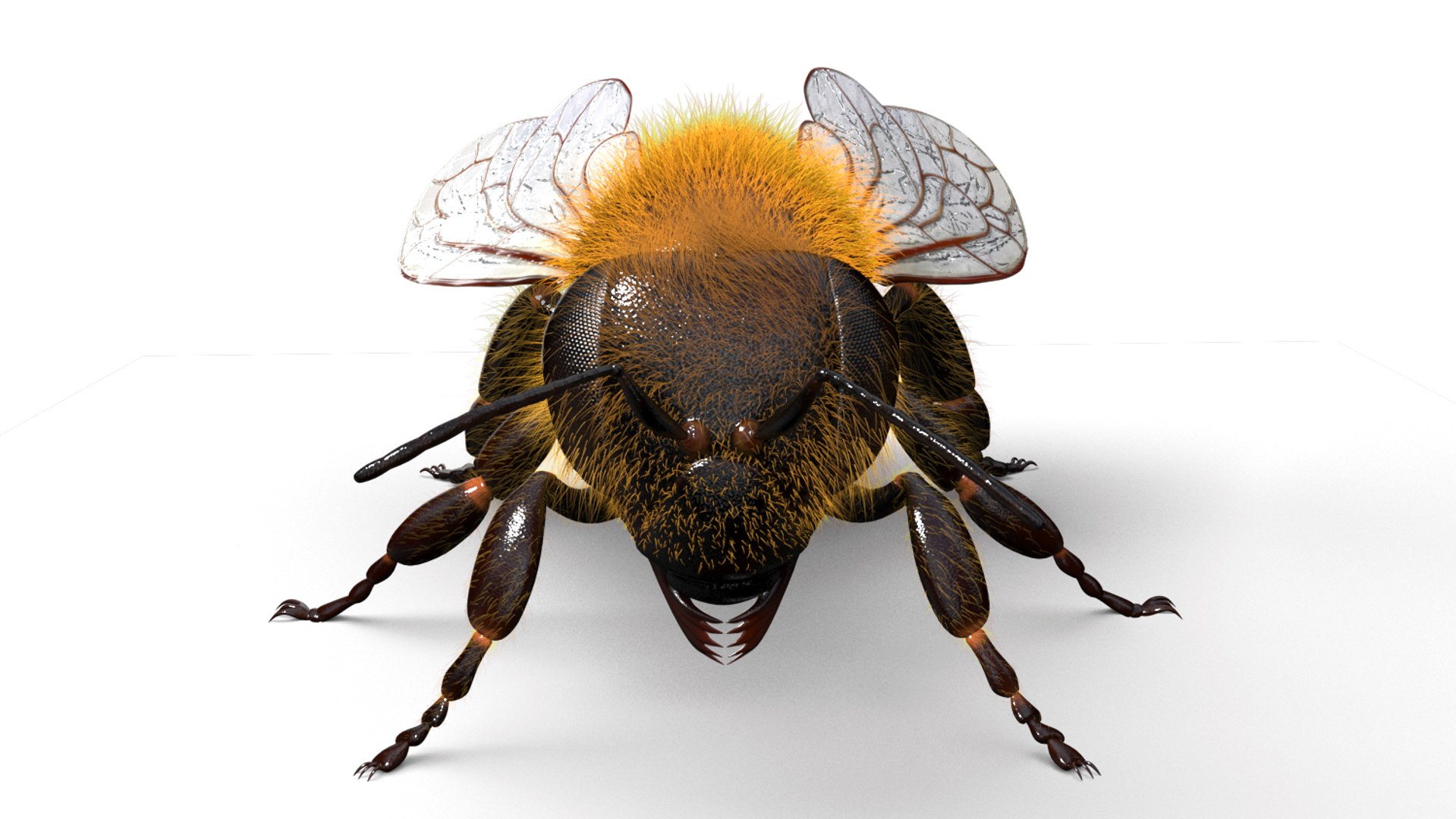 honeybee animations model https://p.turbosquid.com/ts-thumb/qV/iZAZ3W/LcqpxLyq/beauty_00002/jpg/1589697803/1920x1080/fit_q87/537041f6a7bfe66a0d33f6b5a02d69bf825ac435/beauty_00002.jpg