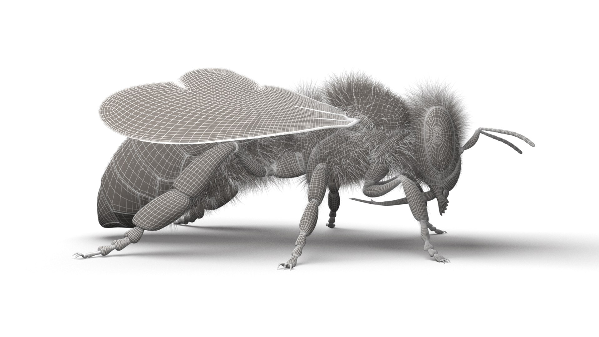 honeybee animations model https://p.turbosquid.com/ts-thumb/qV/iZAZ3W/SPtHzbHm/wireframe_00/jpg/1589698047/1920x1080/fit_q87/15d5682e51cdcb8174e0399d4e7248c2e4653063/wireframe_00.jpg