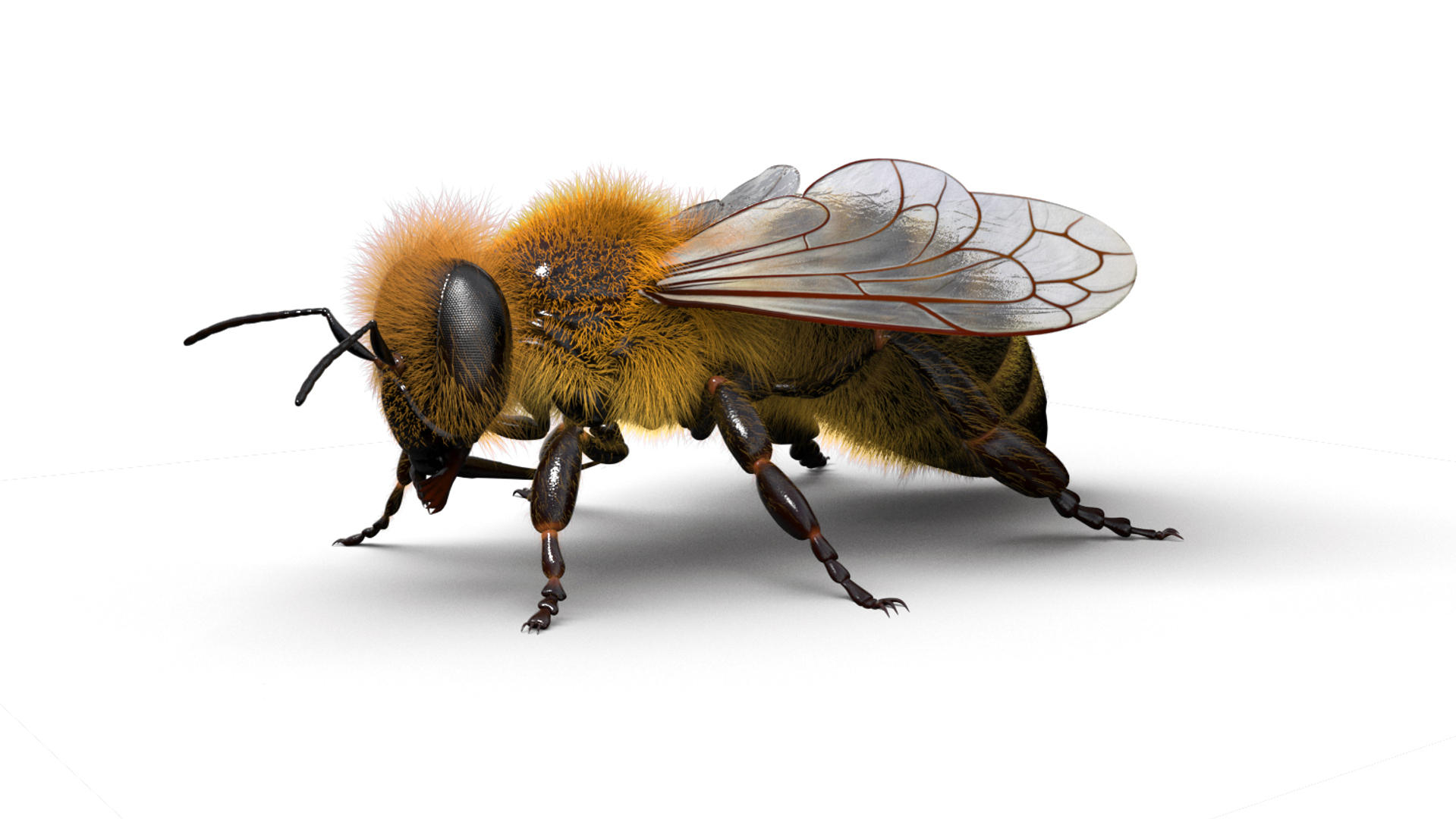 honeybee animations model https://p.turbosquid.com/ts-thumb/qV/iZAZ3W/TICqzRsw/turntable360/jpg/1589698534/1920x1080/turn_fit_q99/75229bf1cf95a81a3fb334971f737b0cbb5e91be/turntable360-1.jpg