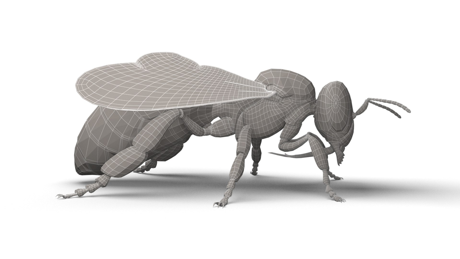 honeybee animations model https://p.turbosquid.com/ts-thumb/qV/iZAZ3W/XlZriWFk/wireframe_04/jpg/1589698132/1920x1080/fit_q87/b40f244bcfb5162240d6a57bafece9614f2c6bec/wireframe_04.jpg