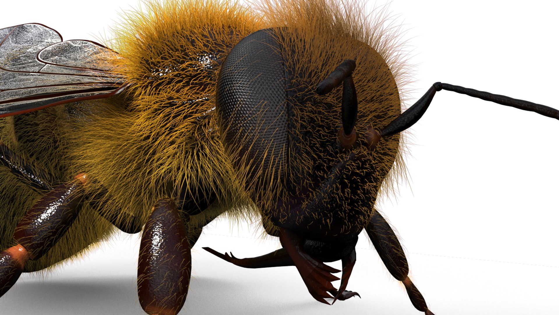 honeybee animations model https://p.turbosquid.com/ts-thumb/qV/iZAZ3W/cCIjp5iu/beauty_00006/jpg/1589697887/1920x1080/fit_q87/000eec8cd1d72f1e4af68a1eee0998c0657bc7e0/beauty_00006.jpg