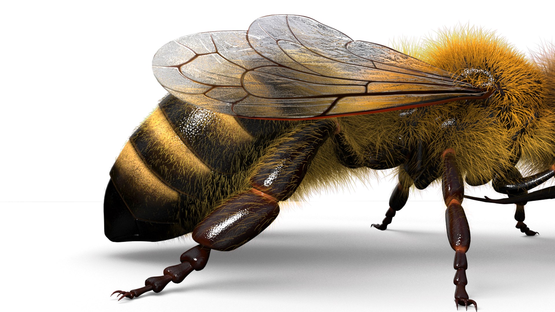 honeybee animations model https://p.turbosquid.com/ts-thumb/qV/iZAZ3W/f9lSPzOs/beauty_00007/jpg/1589697907/1920x1080/fit_q87/ebd923f67a61e9a01a4482ec31d8edcc41d080ab/beauty_00007.jpg