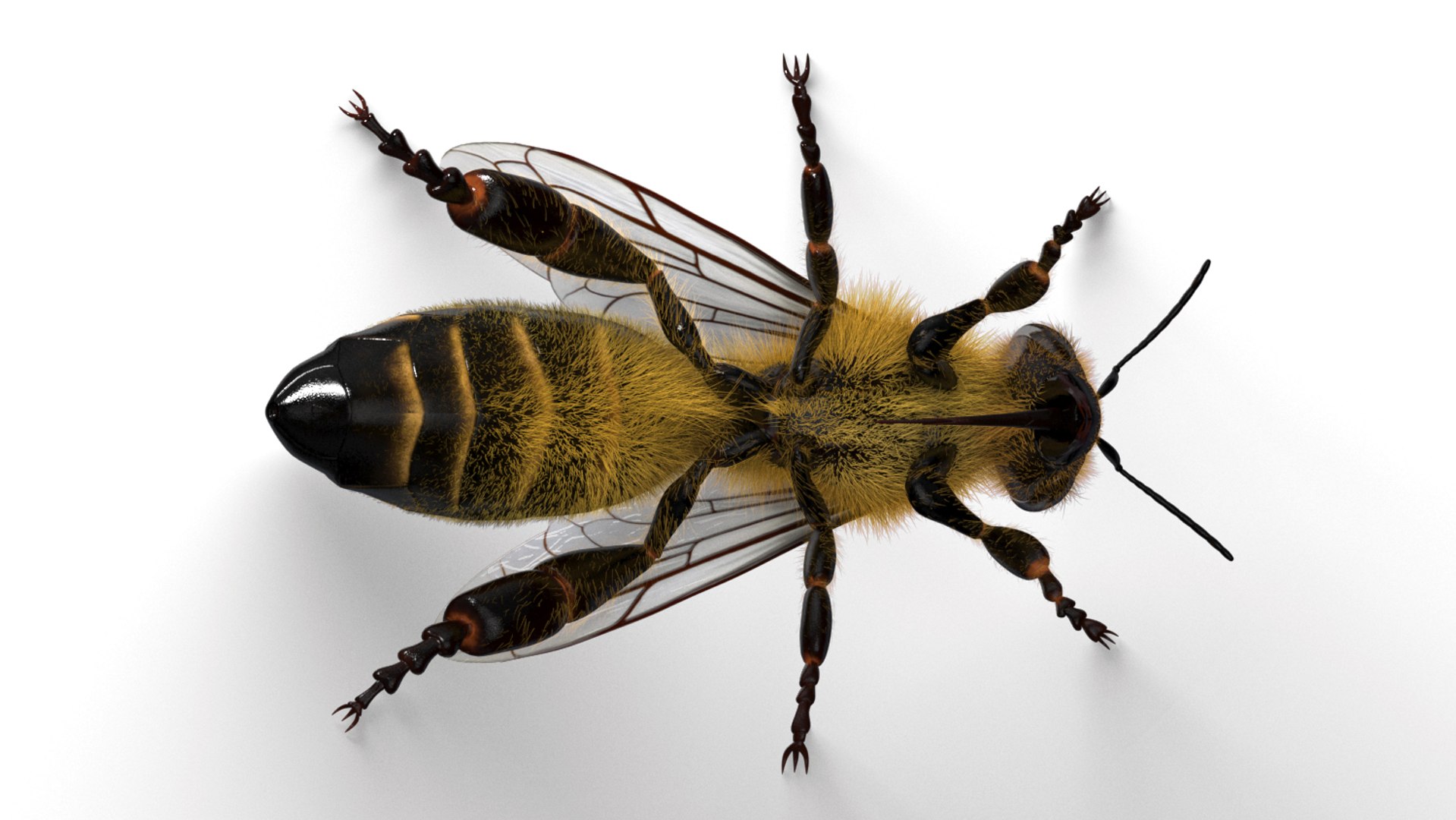 honeybee animations model https://p.turbosquid.com/ts-thumb/qV/iZAZ3W/h05l9ZQu/beauty_00004/jpg/1589697846/1920x1080/fit_q87/f329b77fff7809423cbccf15c603ac76685429f4/beauty_00004.jpg