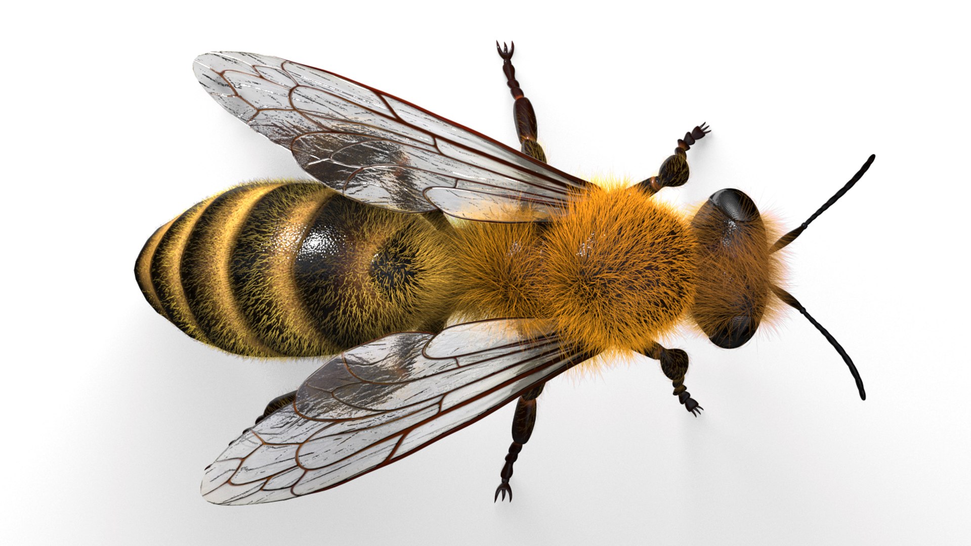 honeybee animations model https://p.turbosquid.com/ts-thumb/qV/iZAZ3W/qWl78zZJ/beauty_00003/jpg/1589697825/1920x1080/fit_q87/3be285f1b97292978f0295fbb4b18b1d2bb6e545/beauty_00003.jpg