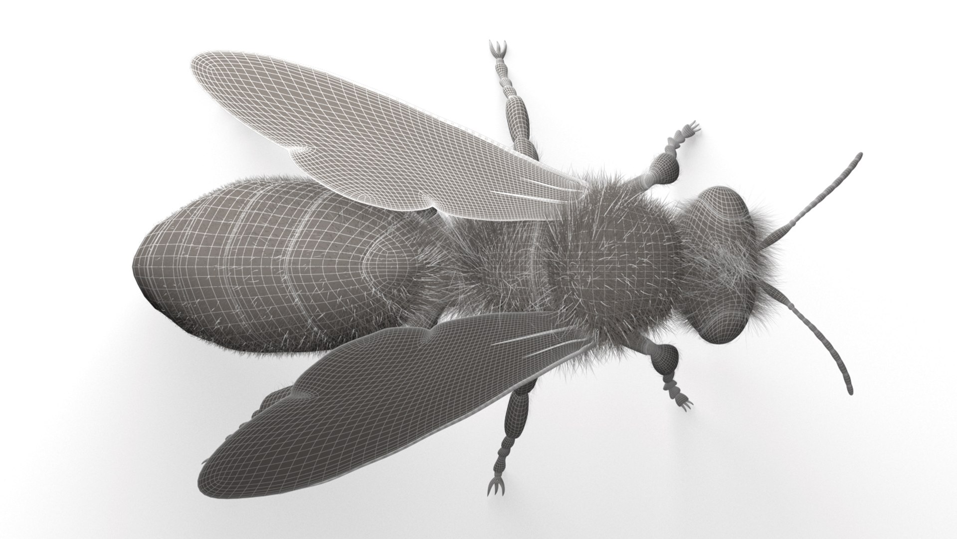 honeybee animations model https://p.turbosquid.com/ts-thumb/qV/iZAZ3W/vrVz8jbN/wireframe_03/jpg/1589698116/1920x1080/fit_q87/255d6f2b7c43fd18bc54f2ac2e7c1256502c91a5/wireframe_03.jpg