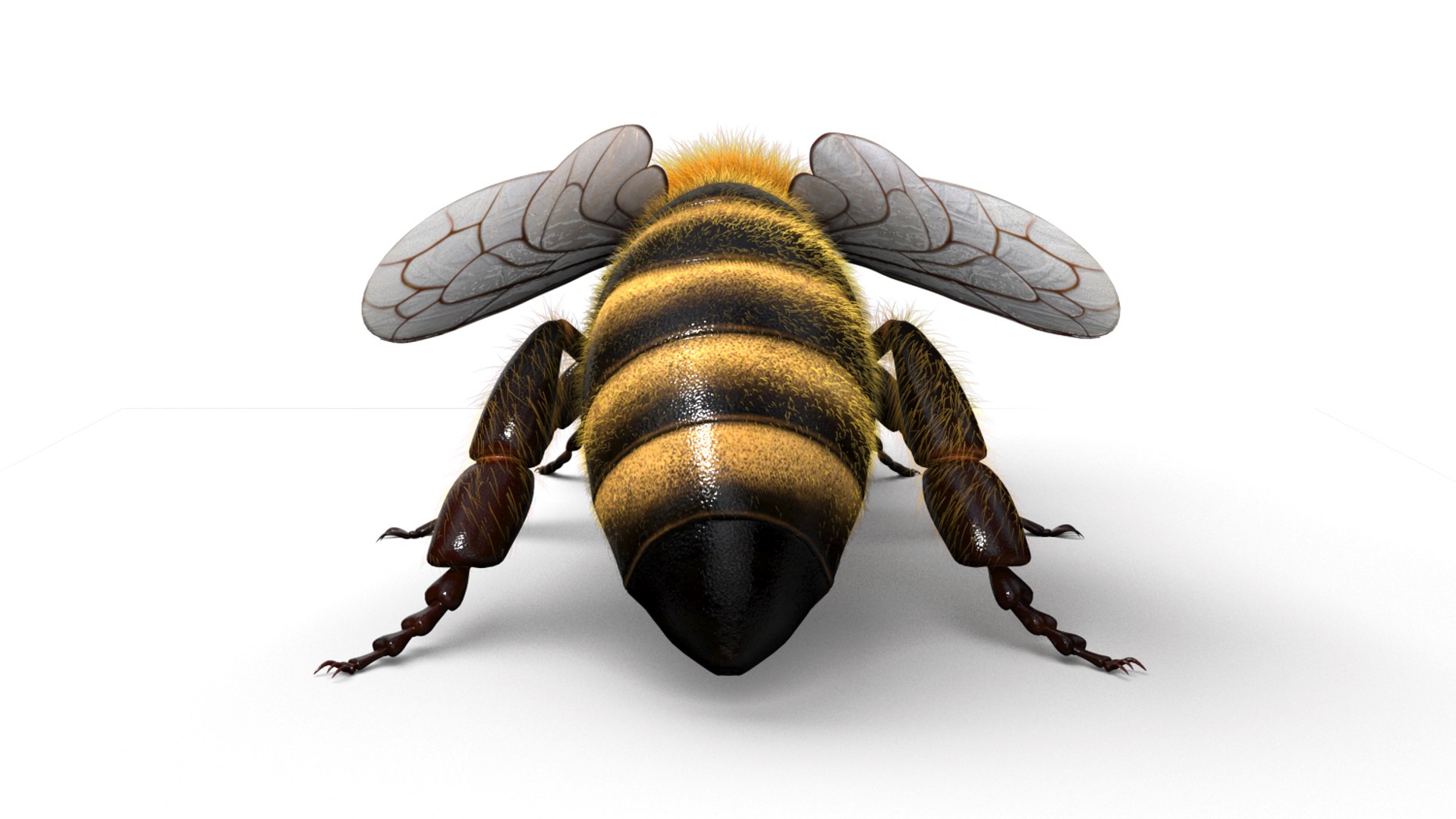 honeybee animations model https://p.turbosquid.com/ts-thumb/qV/iZAZ3W/zZWBwD1V/beauty_00005/jpg/1589697862/1920x1080/fit_q87/ccbd30f3dd28477fc864e028ebf8691f988fd72f/beauty_00005.jpg
