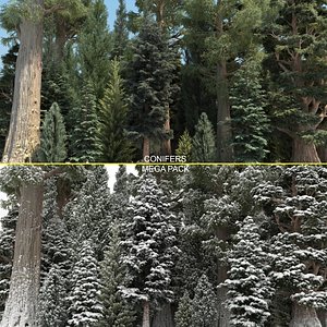 conifer cypress trees 40 3D model