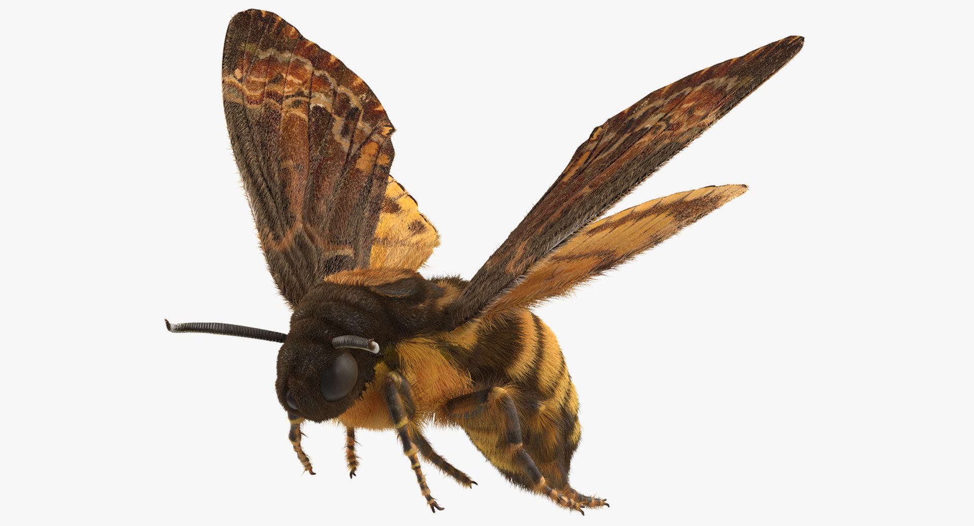 Greater Deaths Head Hawkmoth Flying Pose with Fur 3D Model 3D model preview