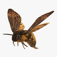 Greater Deaths Head Hawkmoth Flying Pose with Fur 3D Model