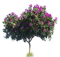 Tibouchina Granulosa - Quaresmeira(1)