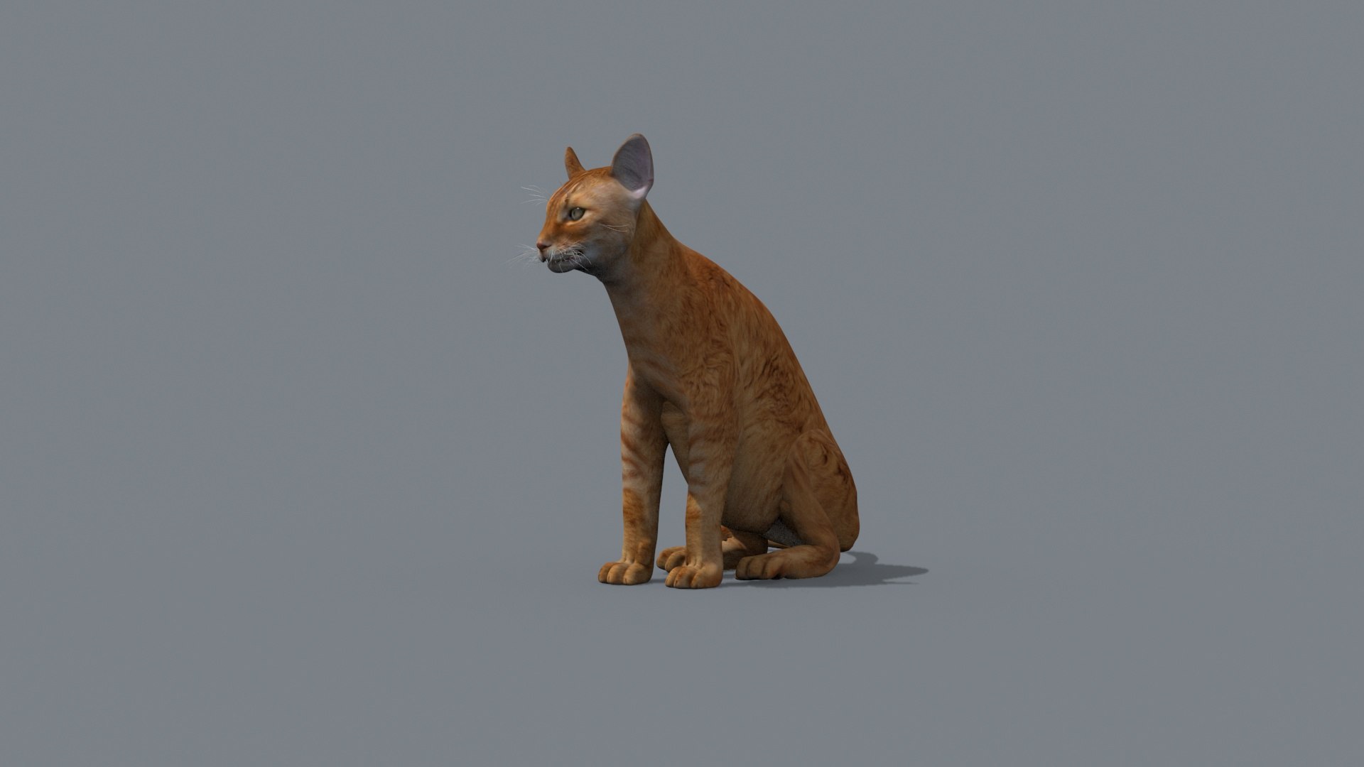 My Cat 8K - 3d Animated Model 3D Model - TurboSquid 2042948