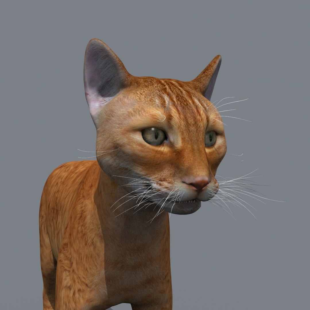 My Cat 8K - 3d Animated Model 3D Model - TurboSquid 2042948