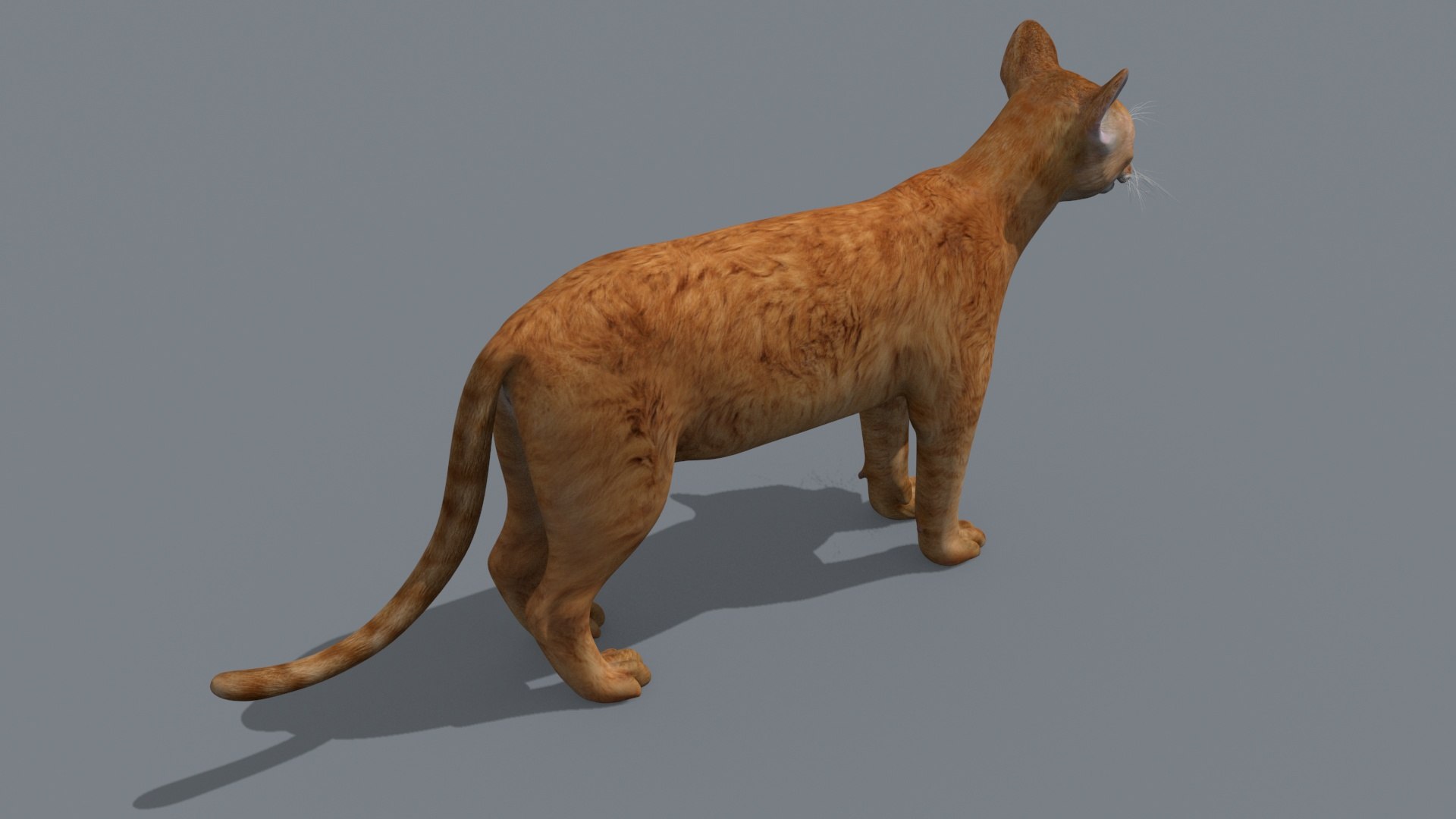 My Cat 8K - 3d Animated Model 3D Model - TurboSquid 2042948