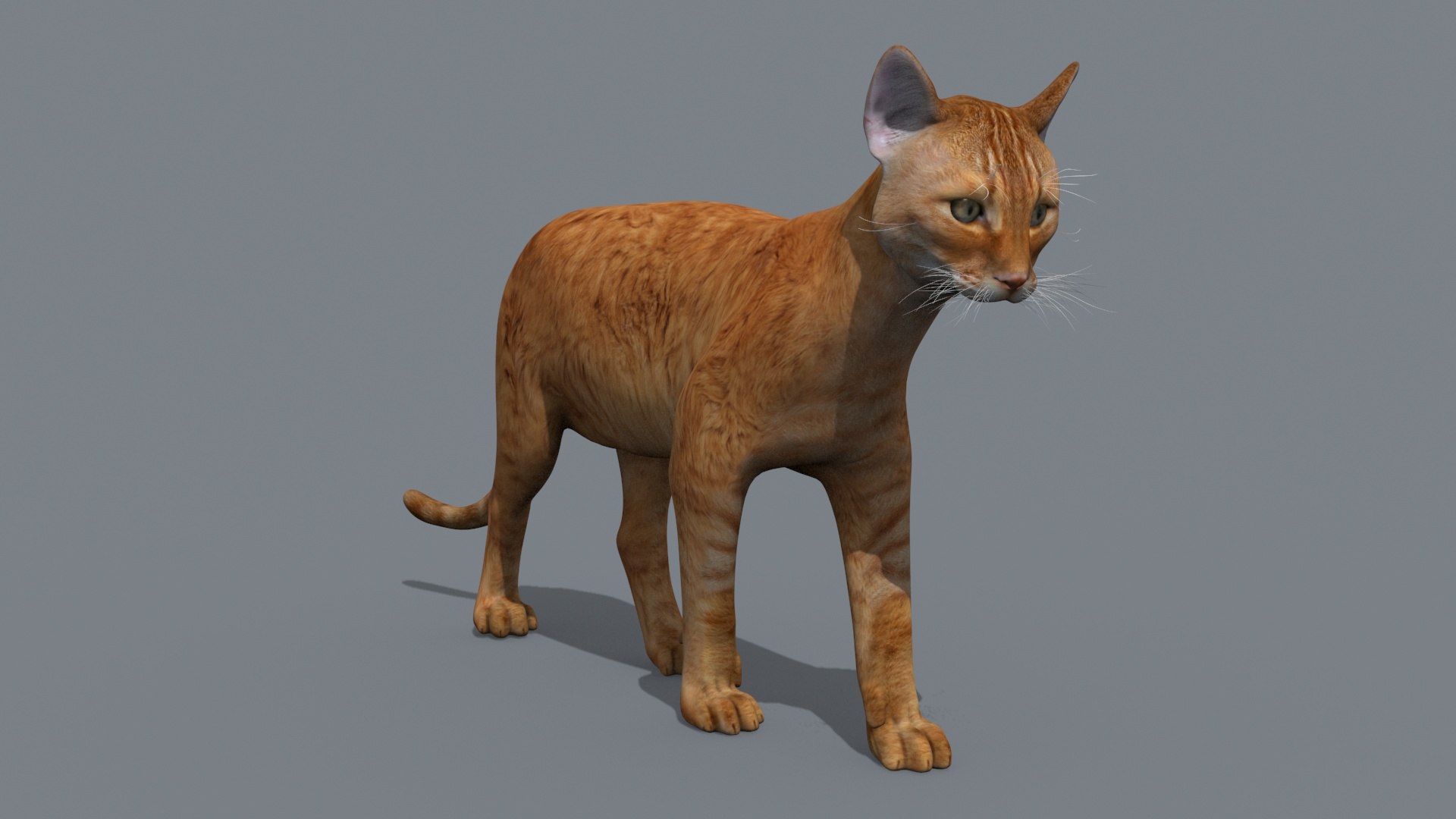My Cat 8K - 3d Animated Model 3D Model - TurboSquid 2042948