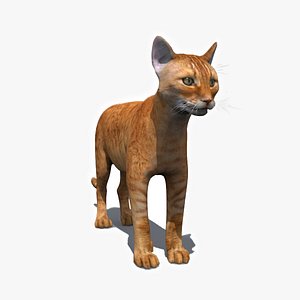 My Cat 8K - 3d animated model 3D model