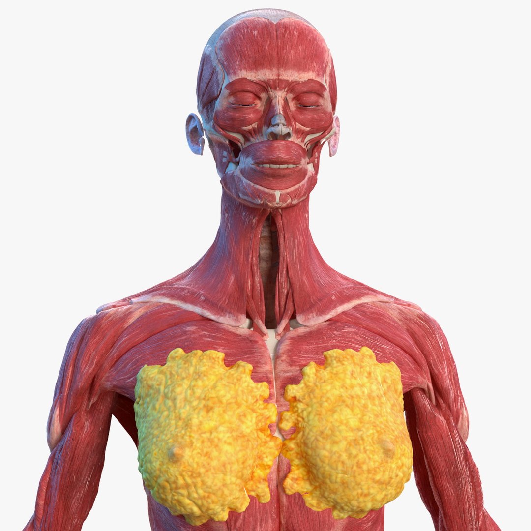 Female Musculoskeletal System Anatomy 3D model preview