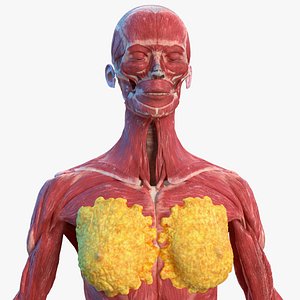 Female Musculoskeletal System Anatomy