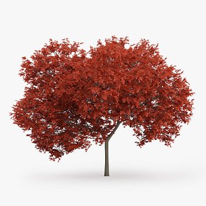 red maple tree 7 3d model