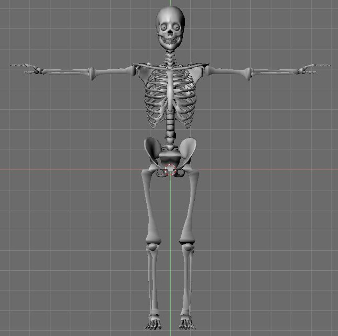 Skeleton 3d Model