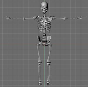 skeleton 3d model