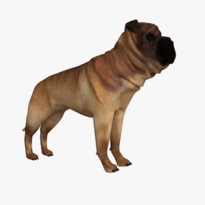 Ori Pei Dog