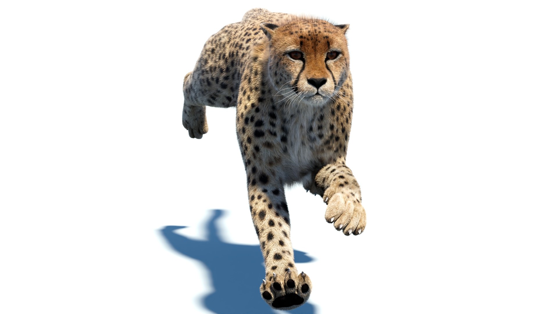 Big Cat 3D Model Rigged Animated Fur 3D https://p.turbosquid.com/ts-thumb/qW/Inh2UZ/MV/animatedcheetah3dmodelfur02/jpg/1741525596/1920x1080/fit_q87/30e5770292dd5183c91db47a09133fc945670774/animatedcheetah3dmodelfur02.jpg