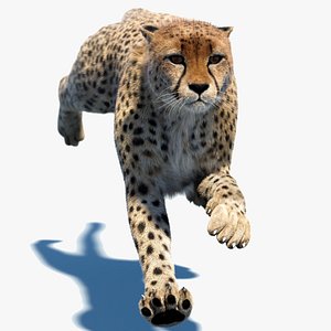Animated Cheetah Fur