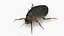 Insect Water Beetle Brown Rigged for Cinema 4D