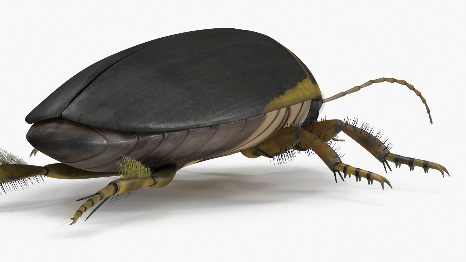3D Insect Water Beetle Brown Rigged for Cinema 4D model https://p.turbosquid.com/ts-thumb/qW/JDxyjw/5O/insect_water_beetle_brown_rigged_022/jpg/1732657140/1920x1080/fit_q87/ffab257743a115856b9b7f838f43fc8ff374faf8/insect_water_beetle_brown_rigged_022.jpg