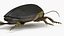 Insect Water Beetle Brown Rigged for Cinema 4D