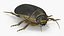 Insect Water Beetle Brown Rigged for Cinema 4D