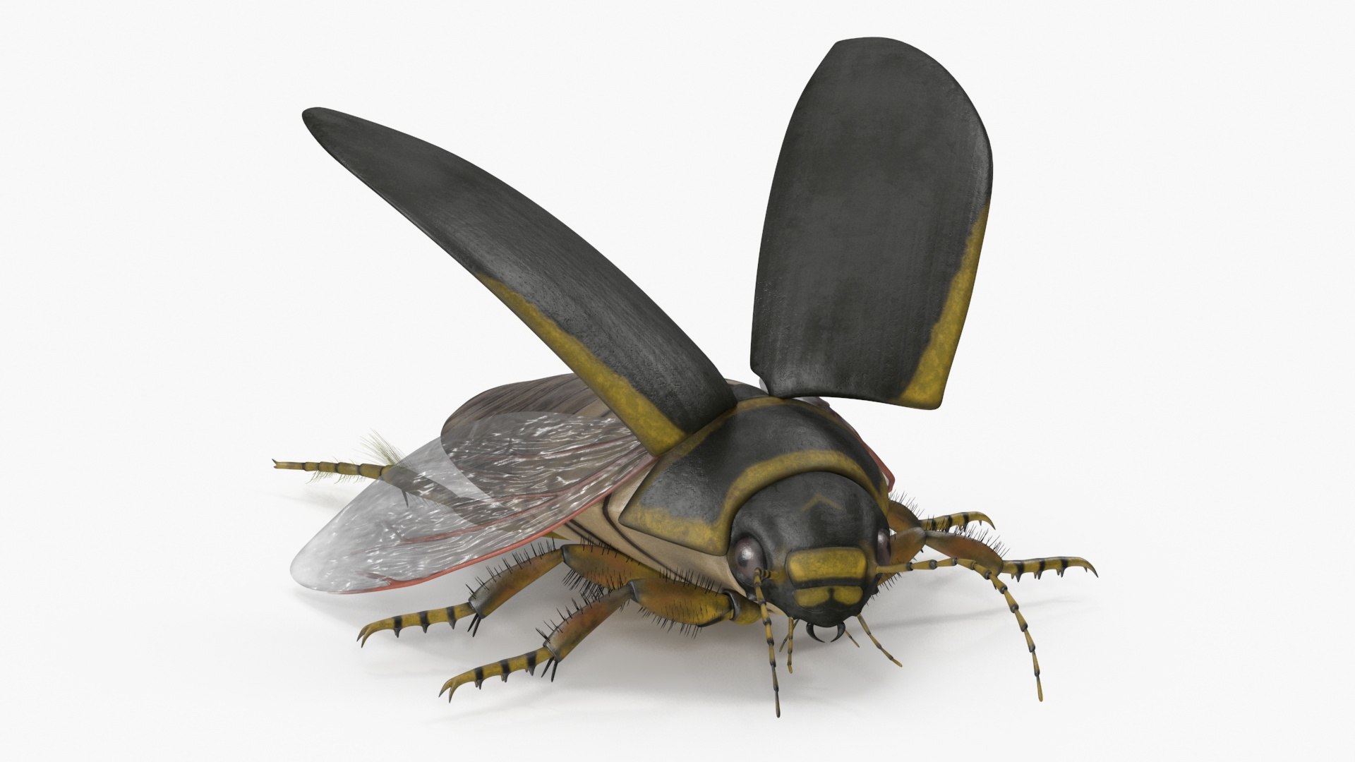 3D Insect Water Beetle Brown Rigged for Cinema 4D model https://p.turbosquid.com/ts-thumb/qW/JDxyjw/Nt/insect_water_beetle_brown_rigged_012/jpg/1732657092/1920x1080/fit_q87/4fb98e7d2cfd3b763062d1017205ebebc2dbc28f/insect_water_beetle_brown_rigged_012.jpg