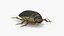 Insect Water Beetle Brown Rigged for Cinema 4D
